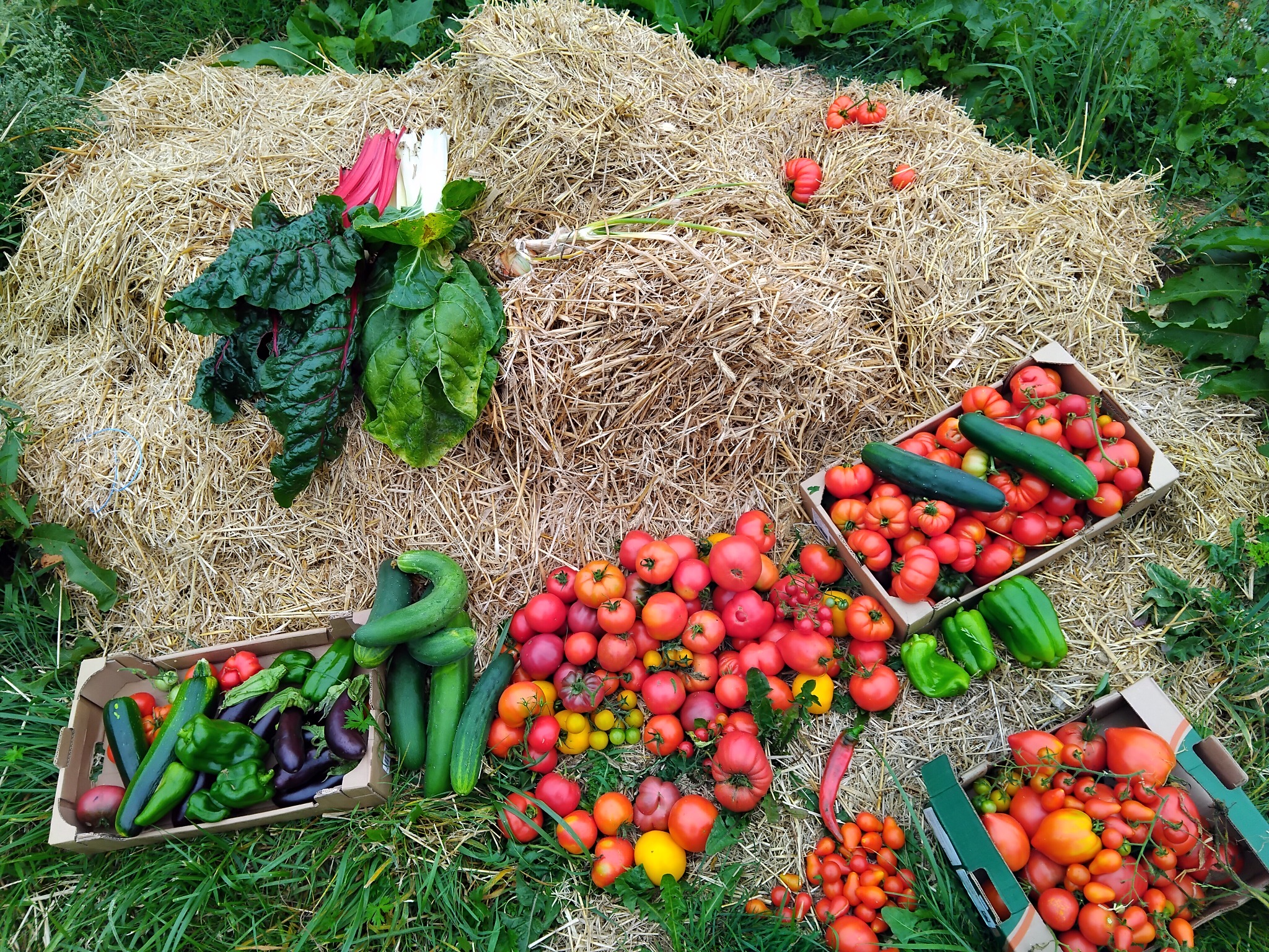 Récolte du potager