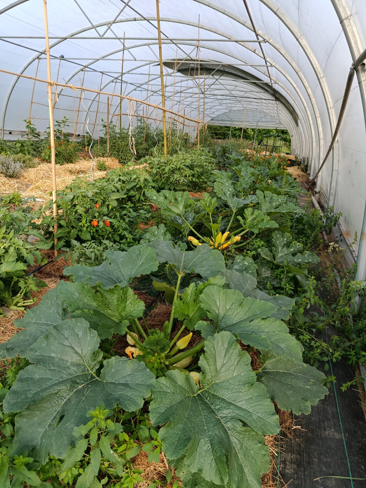 Serre potagère cultivée en abondance au domaine